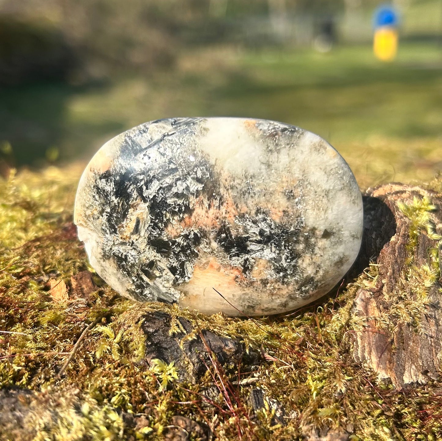 Sunstone Palm With Small Chip