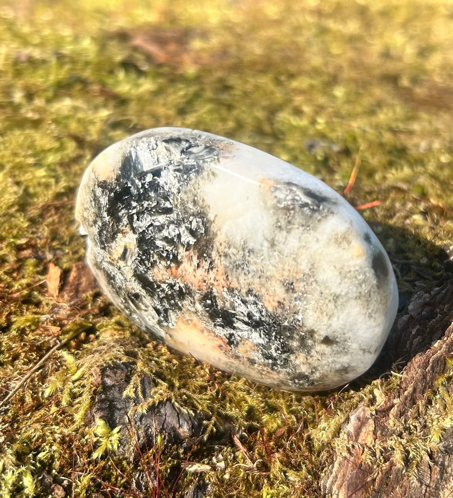 Sunstone Palm With Small Chip